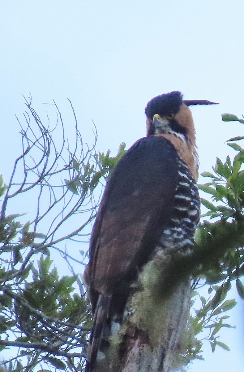 Ornate Hawk-Eagle - ML574504581