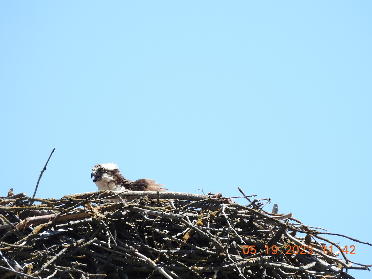 Osprey - Jim Ross