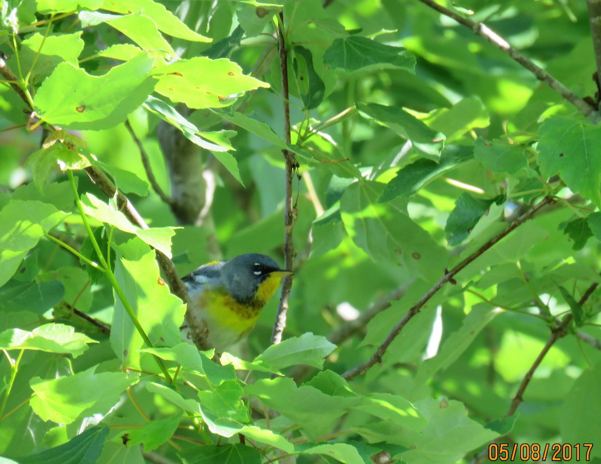 Northern Parula - ML57450531