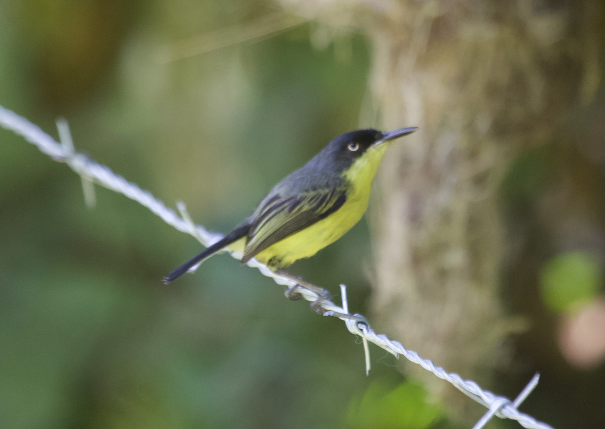 Common Tody-Flycatcher - ML574506701