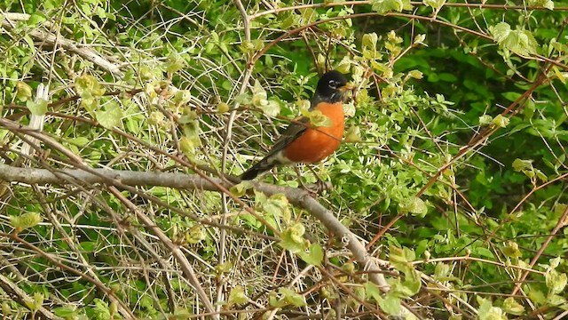 American Robin - ML574506741