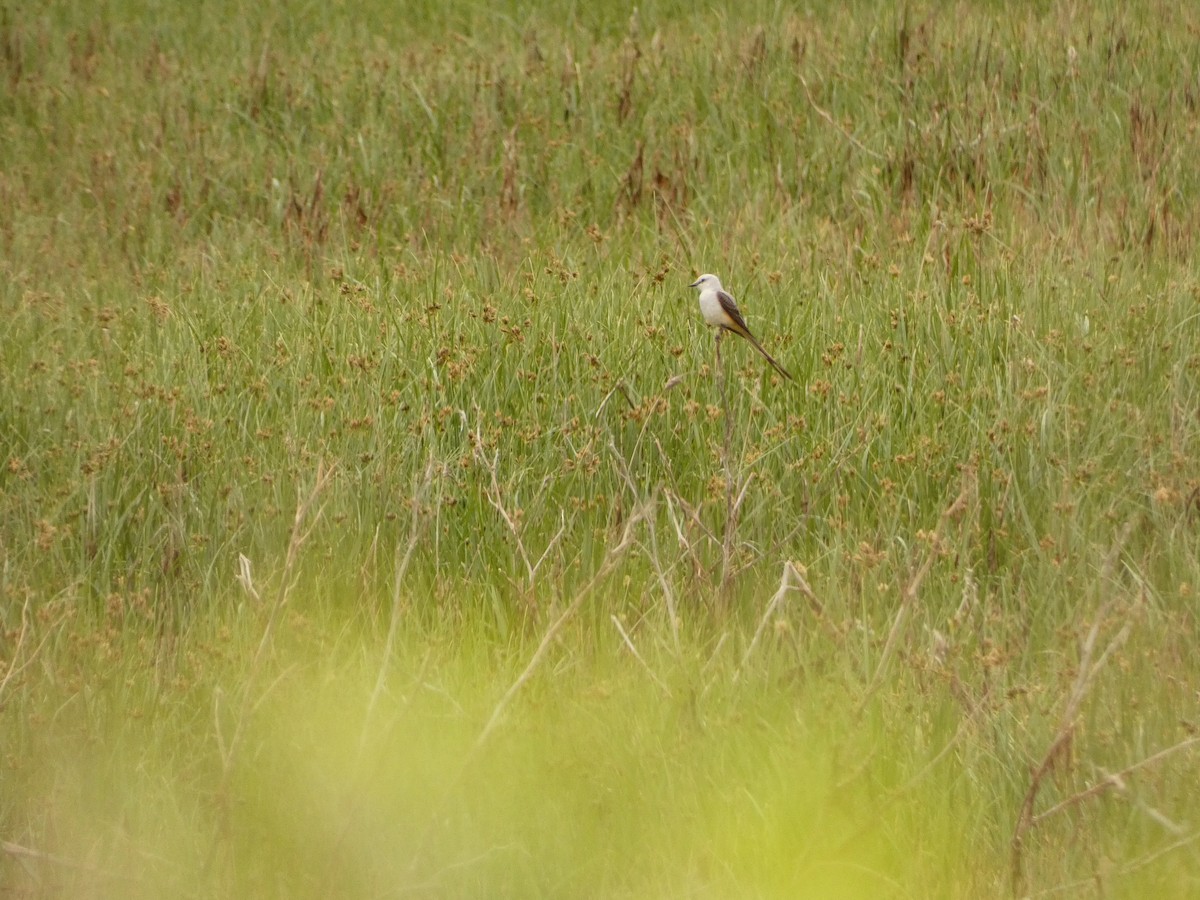 Scherenschwanz-Königstyrann - ML574506781