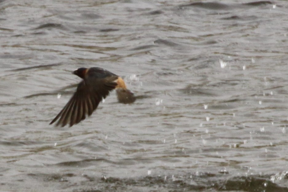 Cliff Swallow - ML574507991