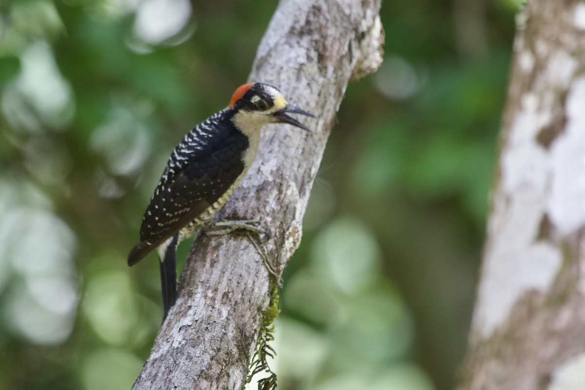 Black-cheeked Woodpecker - ML574509671