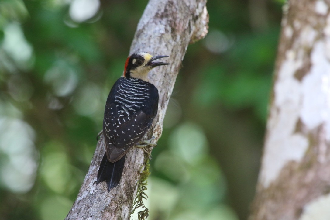 Black-cheeked Woodpecker - ML574509751