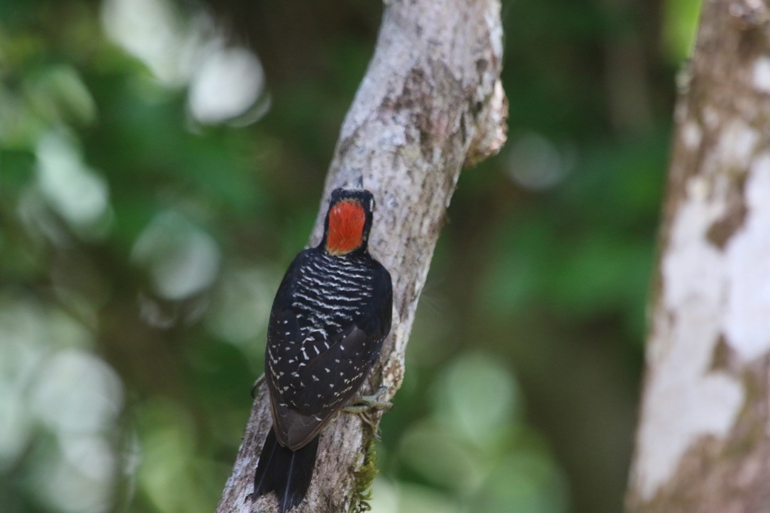 Black-cheeked Woodpecker - ML574509771