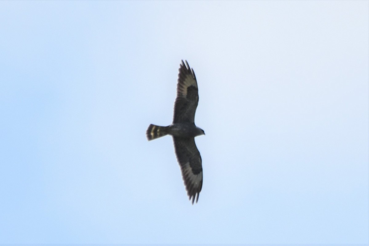 Mississippi Kite - ML574509961