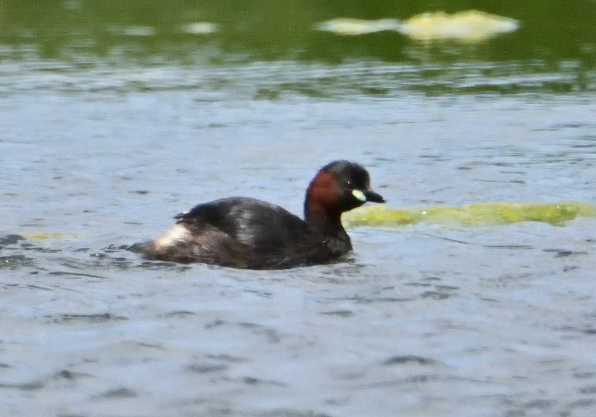 カイツブリ - ML574511811