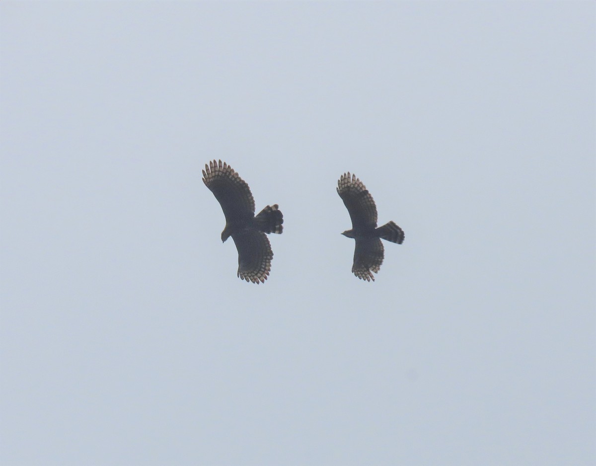 Ornate Hawk-Eagle - ML574512091