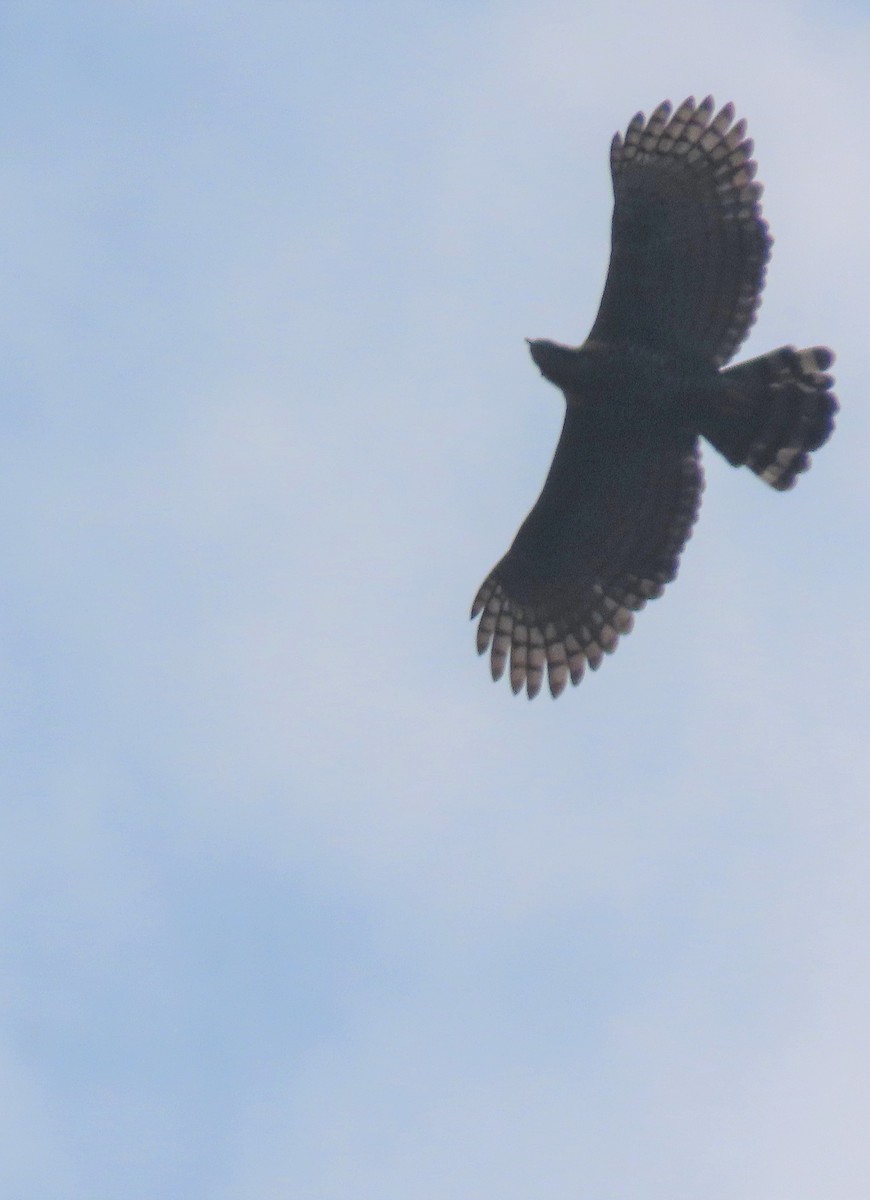 Ornate Hawk-Eagle - ML574512131