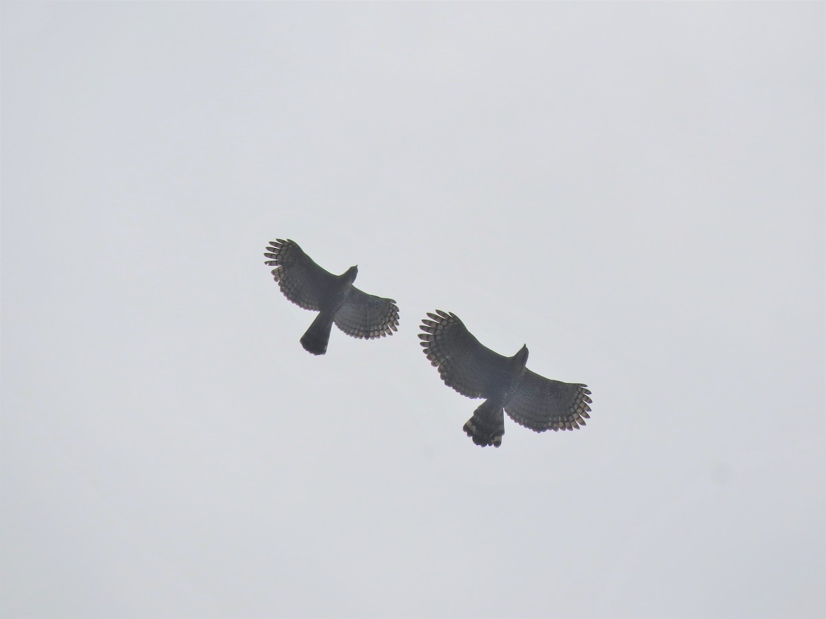 Ornate Hawk-Eagle - ML574512151