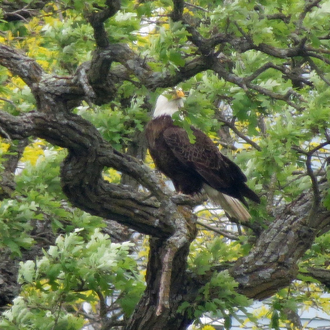 Weißkopf-Seeadler - ML574512761