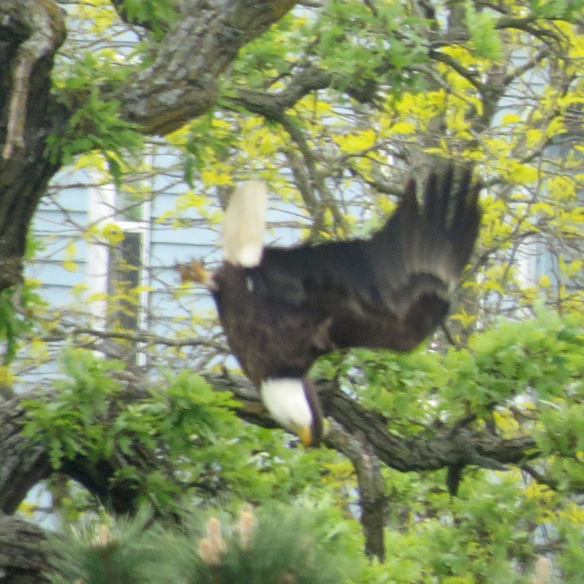 Weißkopf-Seeadler - ML574512771