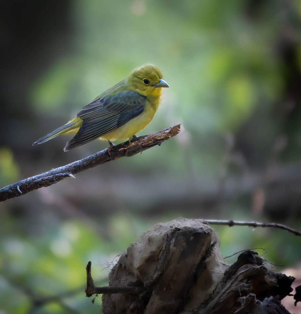 アカフウキンチョウ - ML574513151