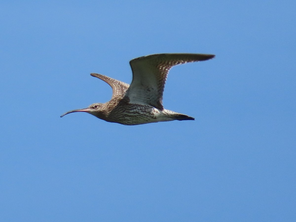 Eurasian Curlew - ML574514001