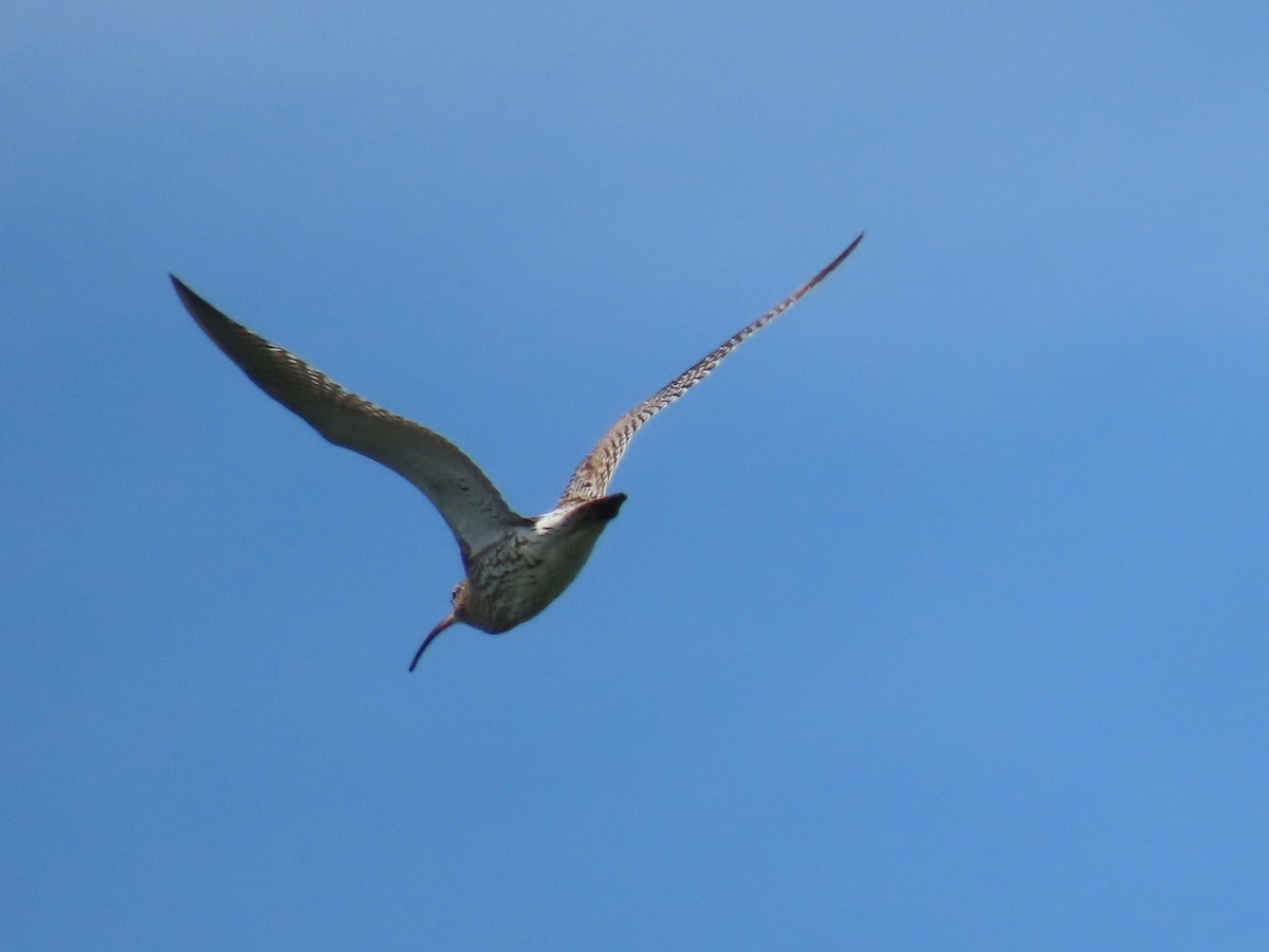 Eurasian Curlew - ML574514011