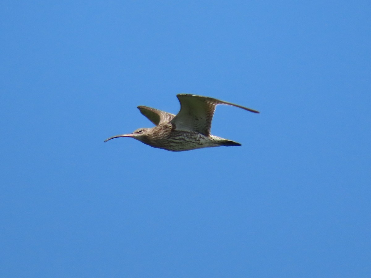 Eurasian Curlew - ML574514021