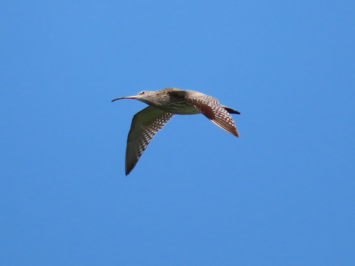 Eurasian Curlew - ML574514031