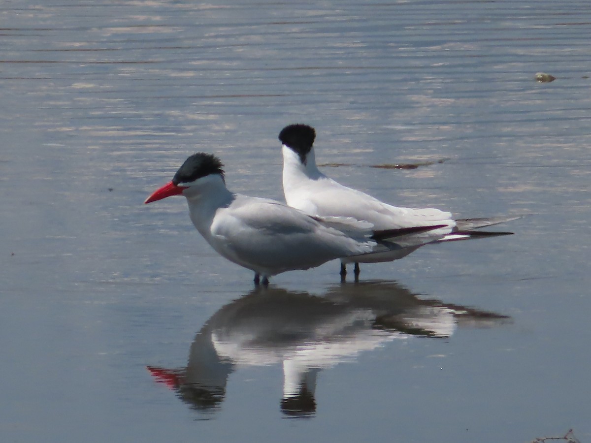 Caspian Tern - J.A. Jensen