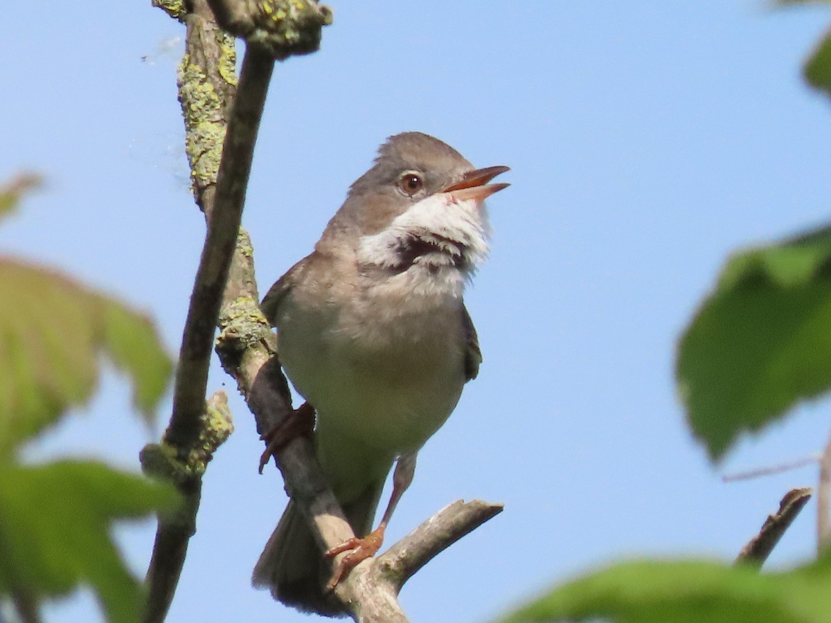 Greater Whitethroat - ML574514511