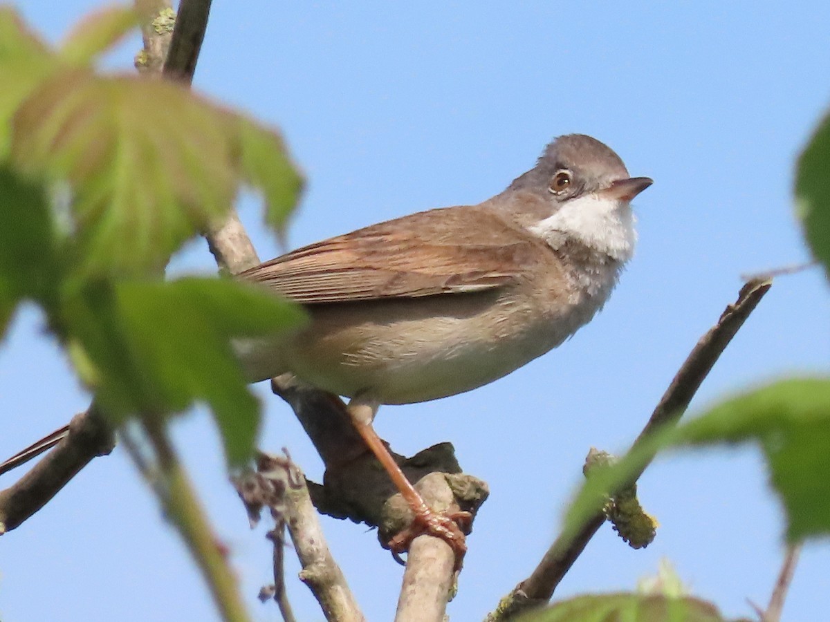 Greater Whitethroat - ML574514521