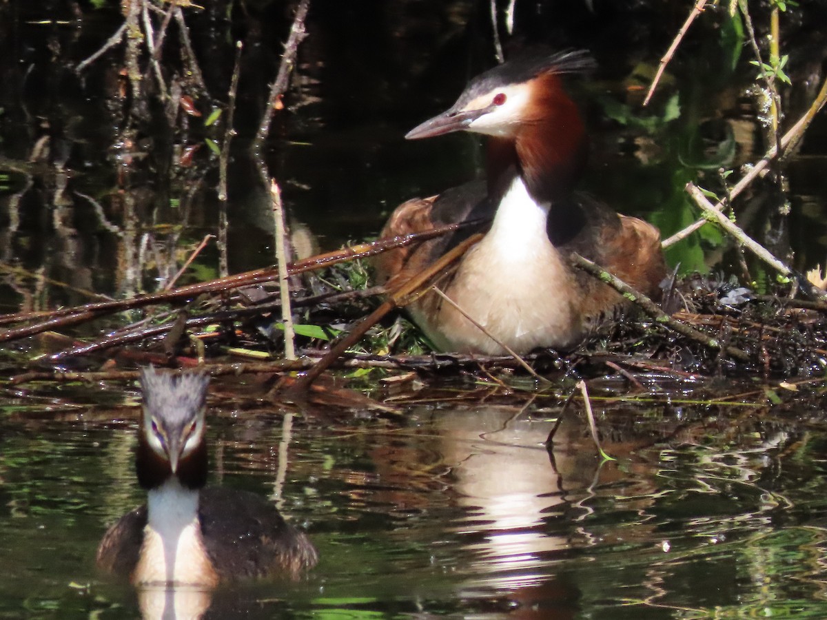 Great Crested Grebe - Jan de Groot