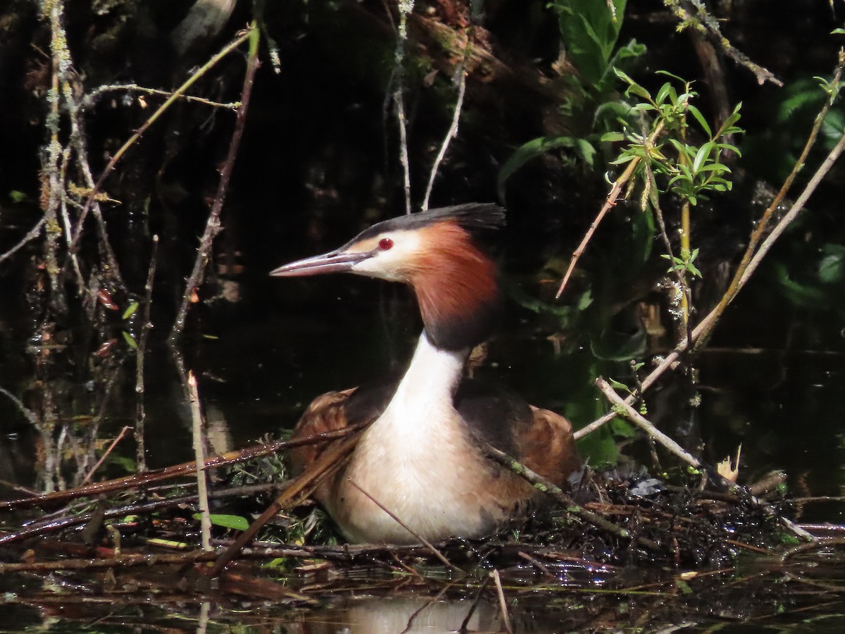 Great Crested Grebe - ML574514711