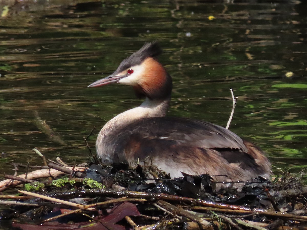 Great Crested Grebe - Jan de Groot