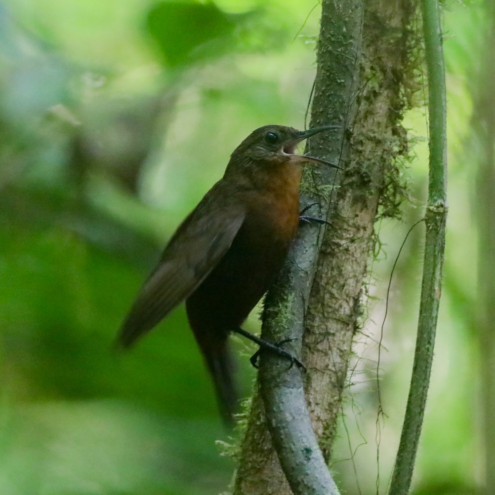 Middle American Leaftosser - Isaias Morataya