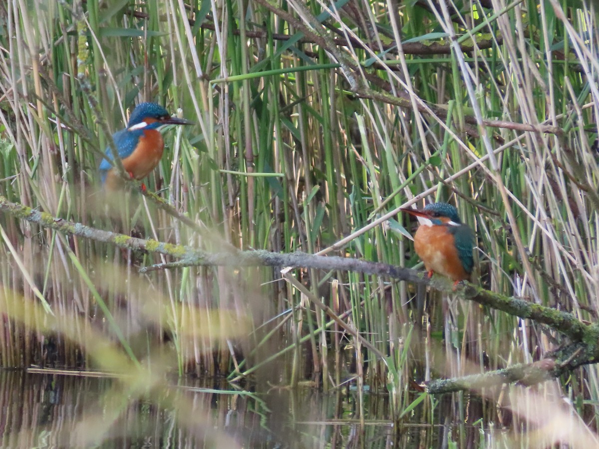 Martin-pêcheur d'Europe - ML574515821