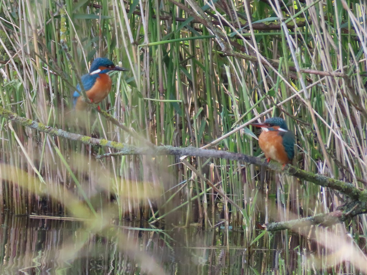 Martin-pêcheur d'Europe - ML574515831