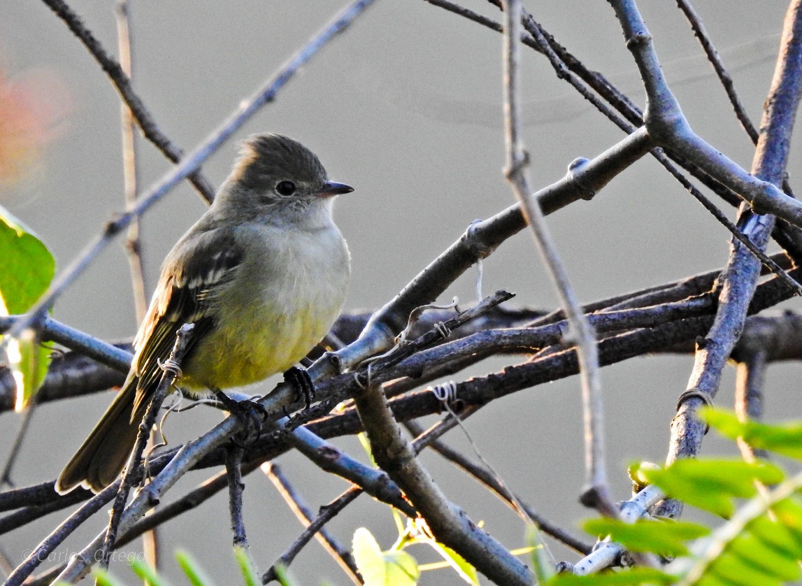 Southern Scrub-Flycatcher - ML574516311