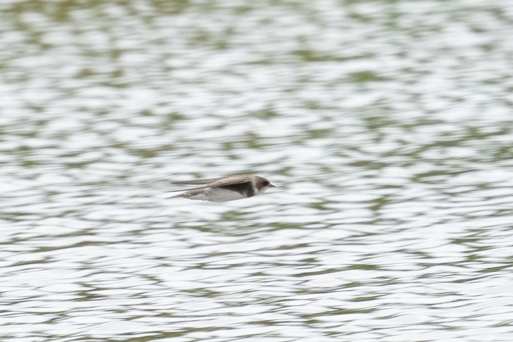 Bank Swallow - ML574517371