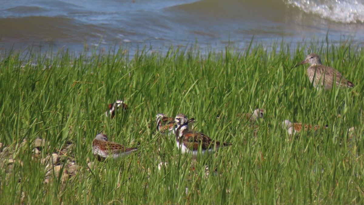 Dunlin - ML574517441