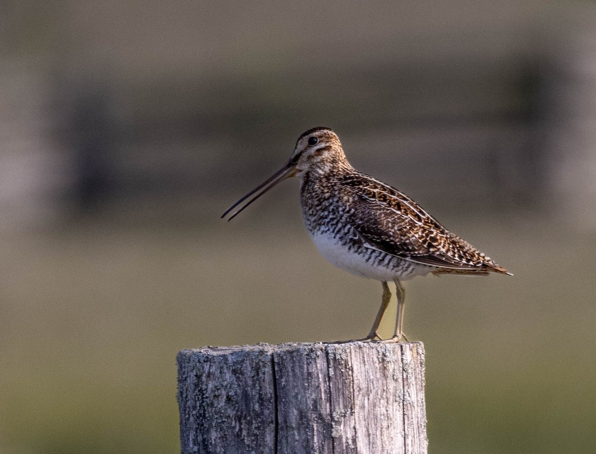 Wilson's Snipe - ML574518231