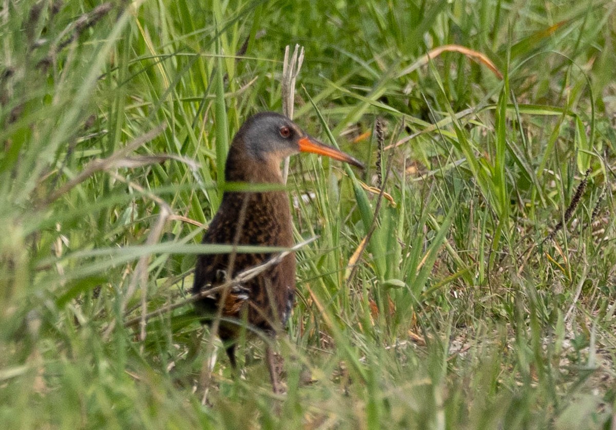 Virginia Rail - ML574518851