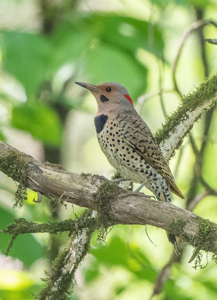 Northern Flicker (Yellow-shafted) - ML574519561