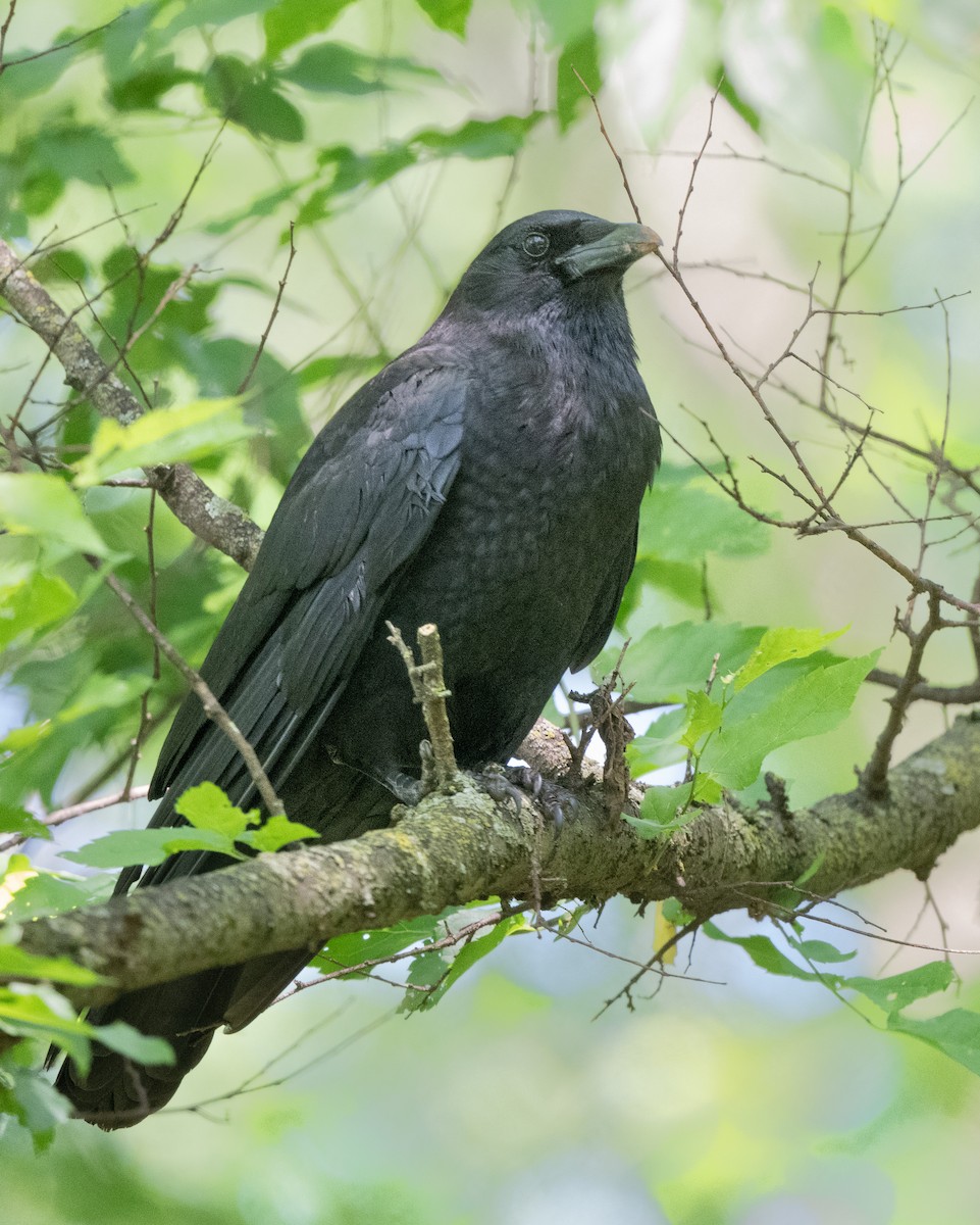 American Crow - ML574519751