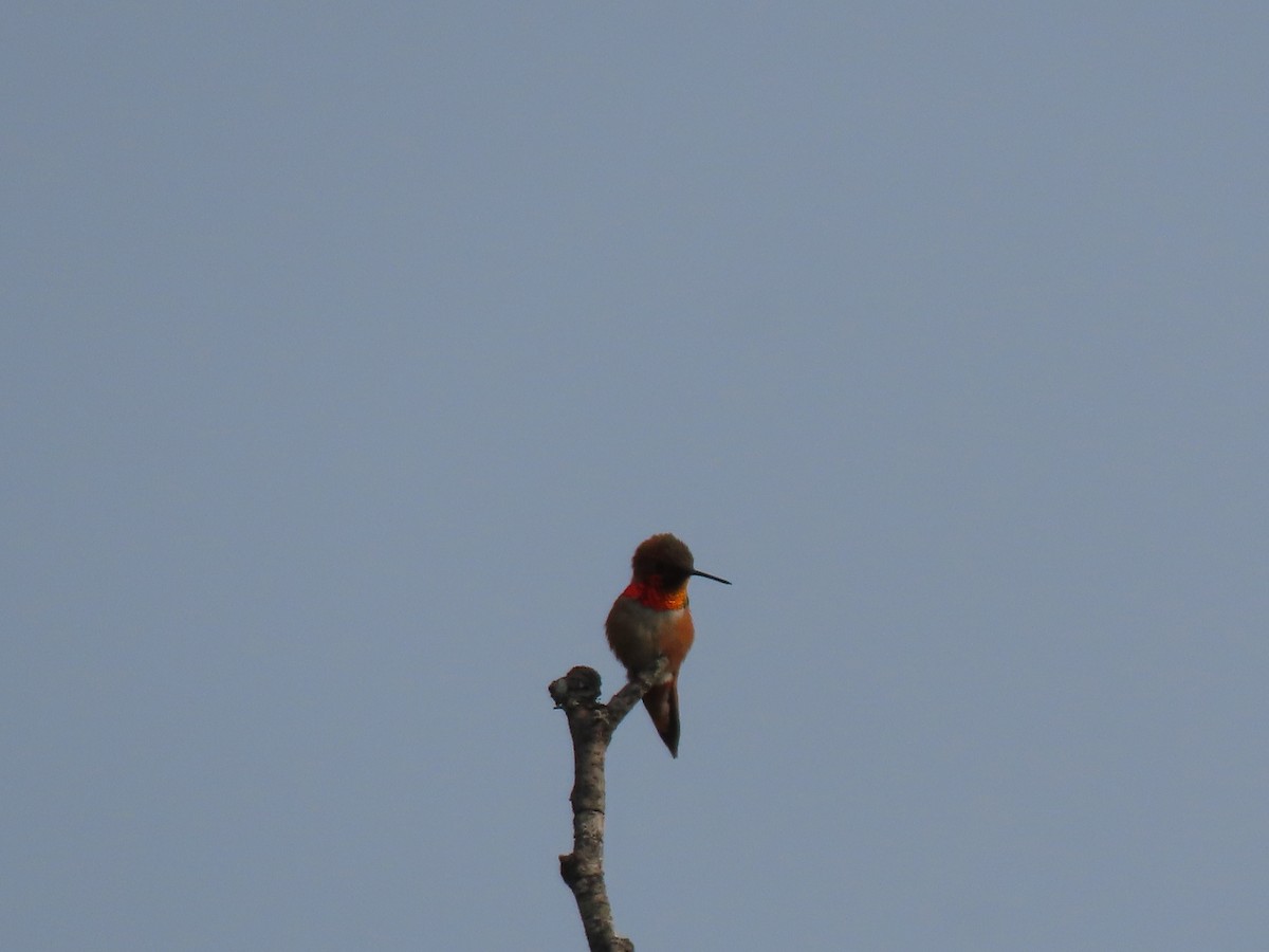 Rufous Hummingbird - ML574519941