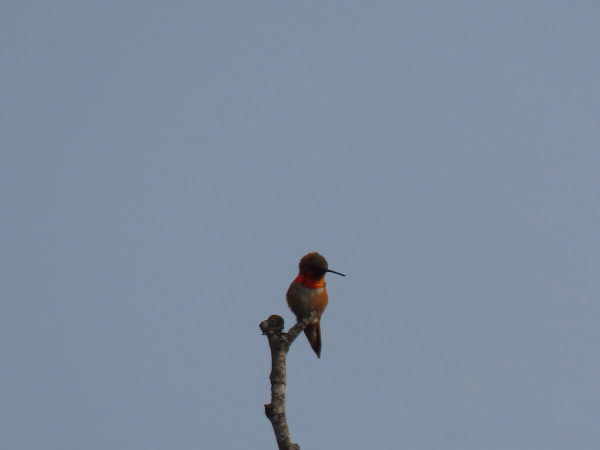 Colibrí Rufo - ML574519941