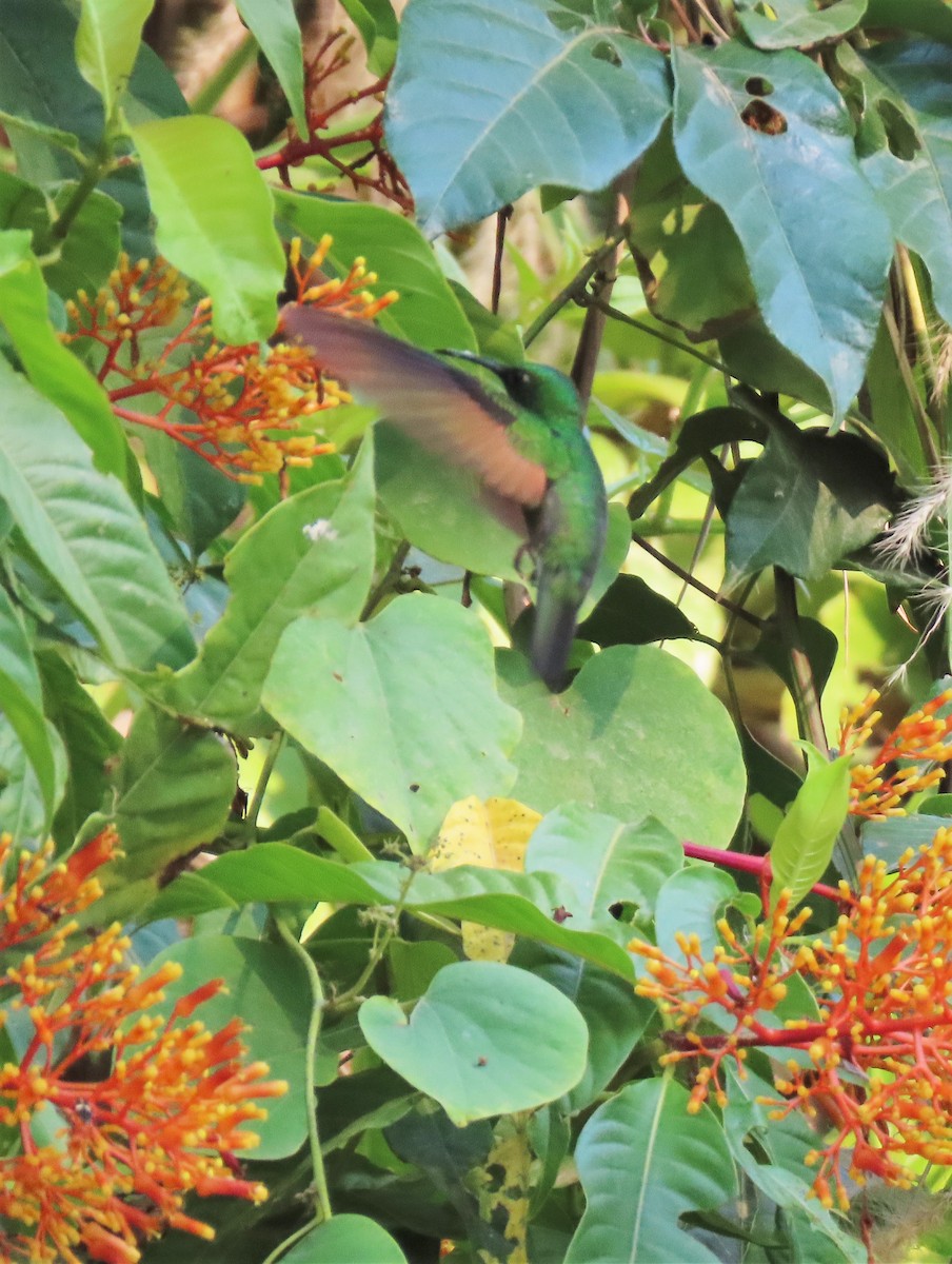 Stripe-tailed Hummingbird - Alfonso Auerbach