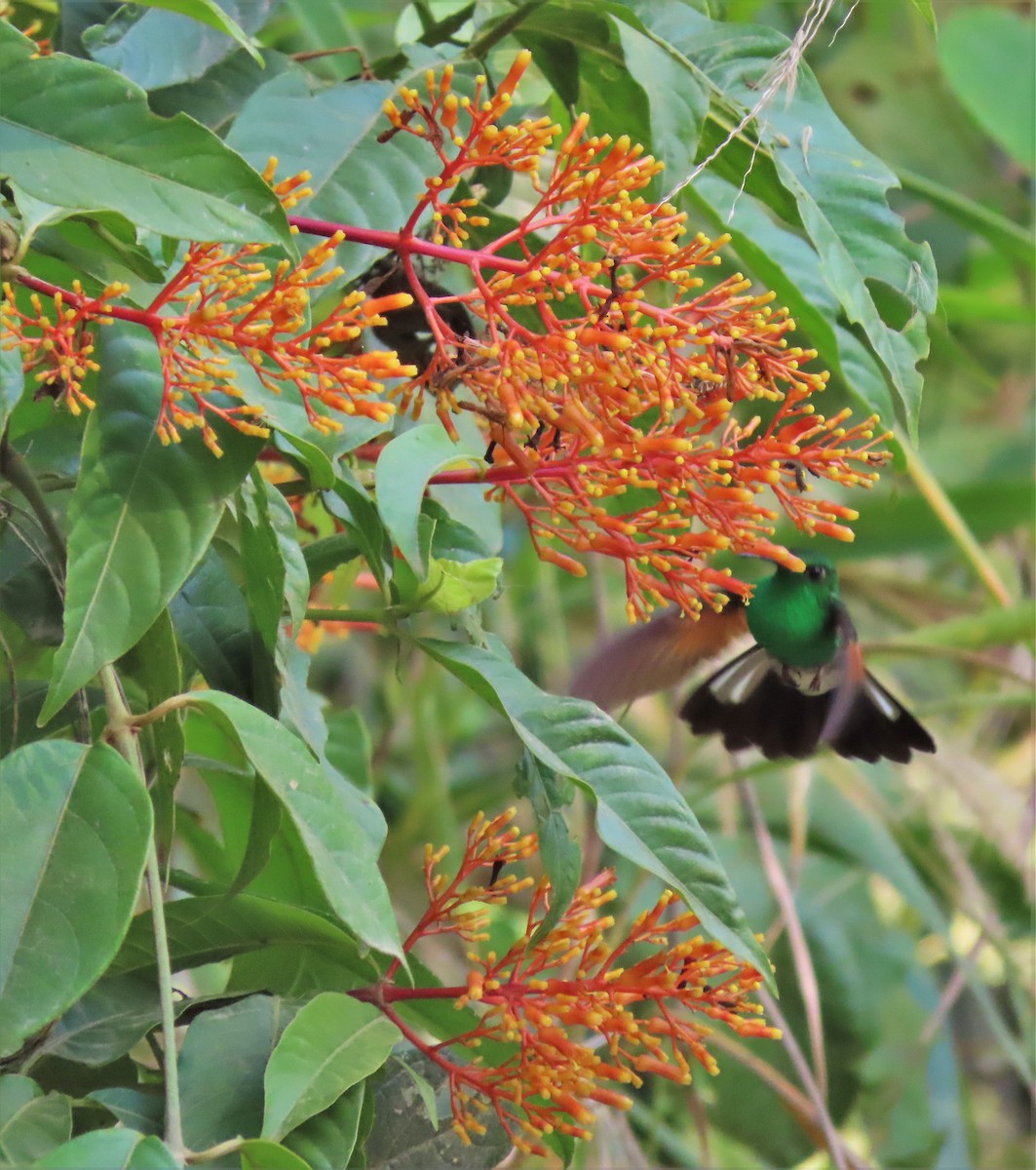 Stripe-tailed Hummingbird - ML574520221