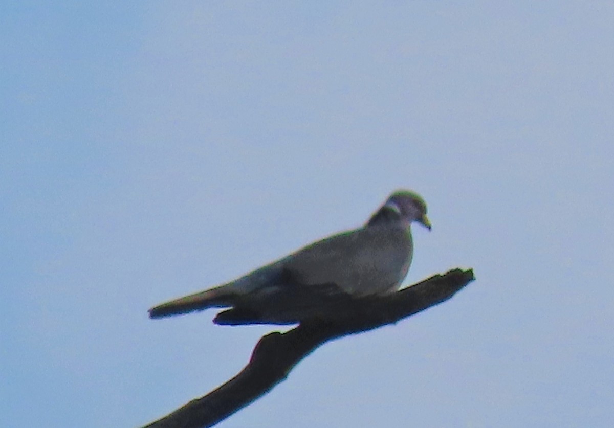 Полосатохвостый голубь - ML574520361