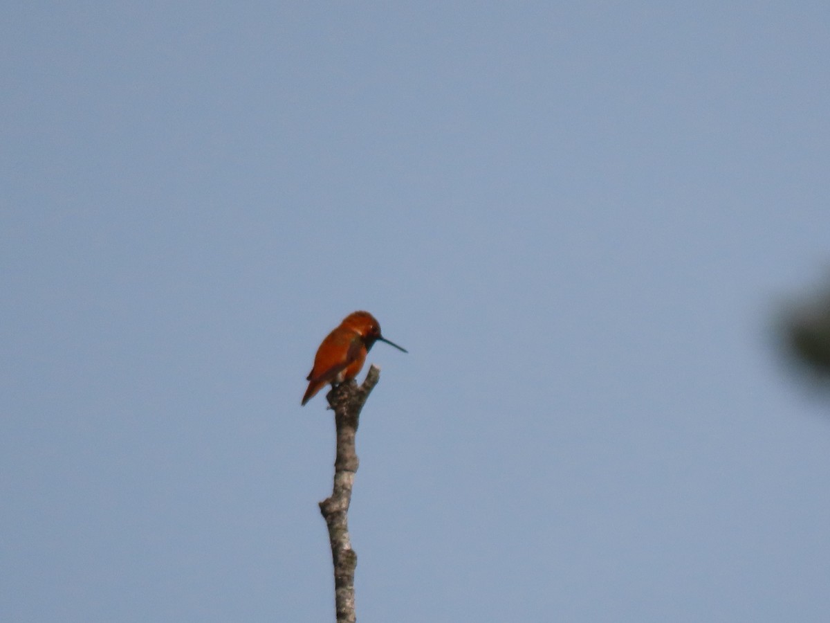 Rufous Hummingbird - ML574520511