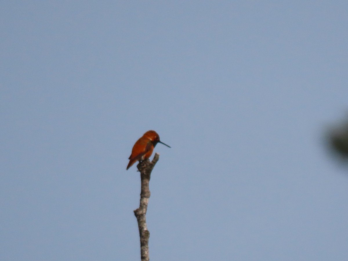 Colibrí Rufo - ML574520511