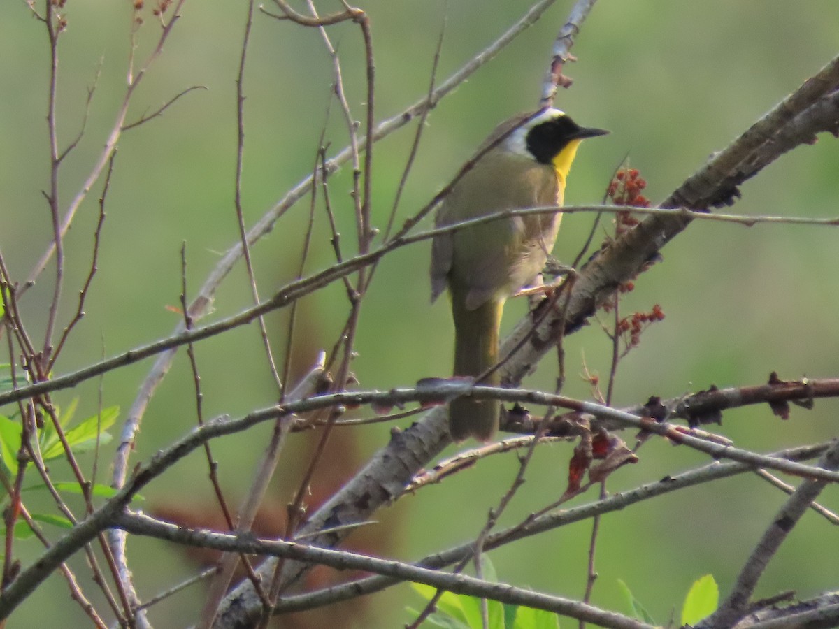 Common Yellowthroat - ML574520901