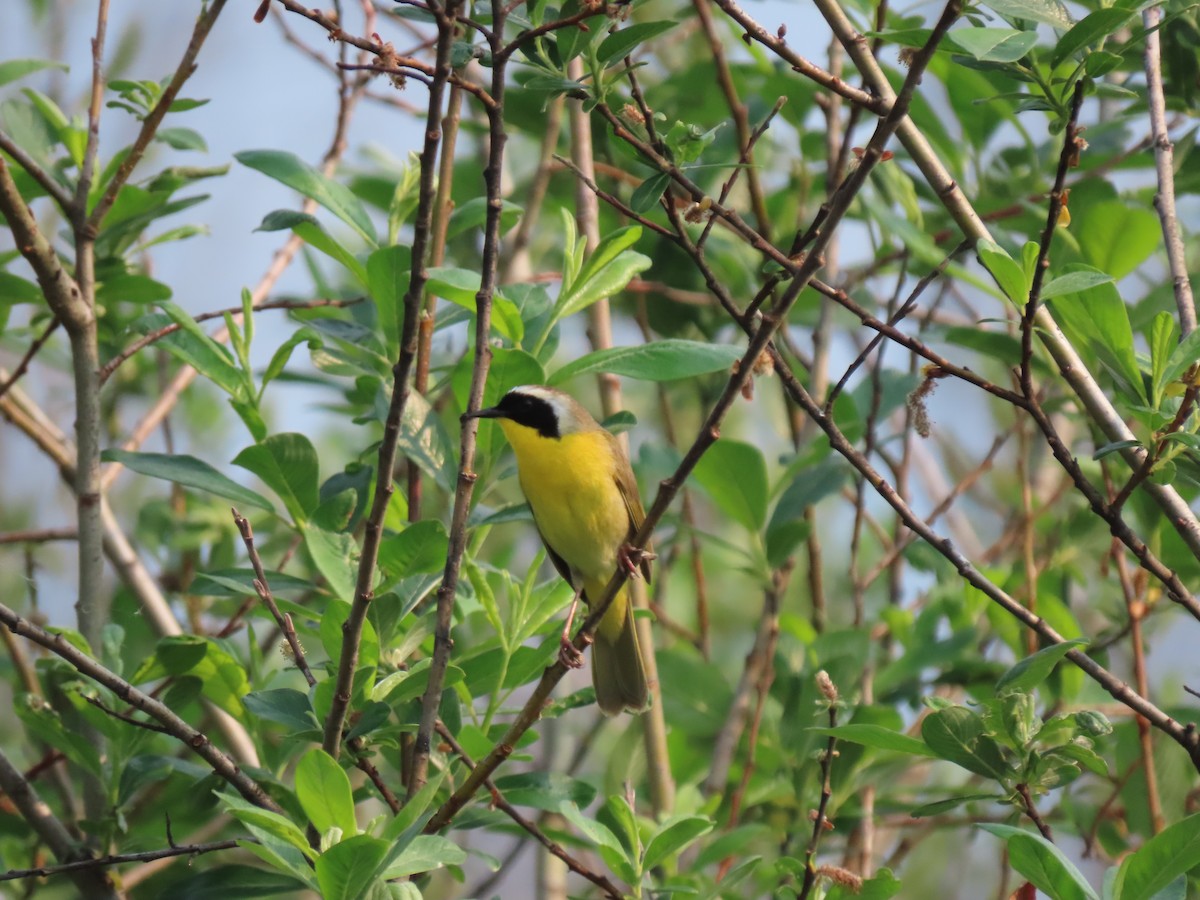 Common Yellowthroat - ML574520921