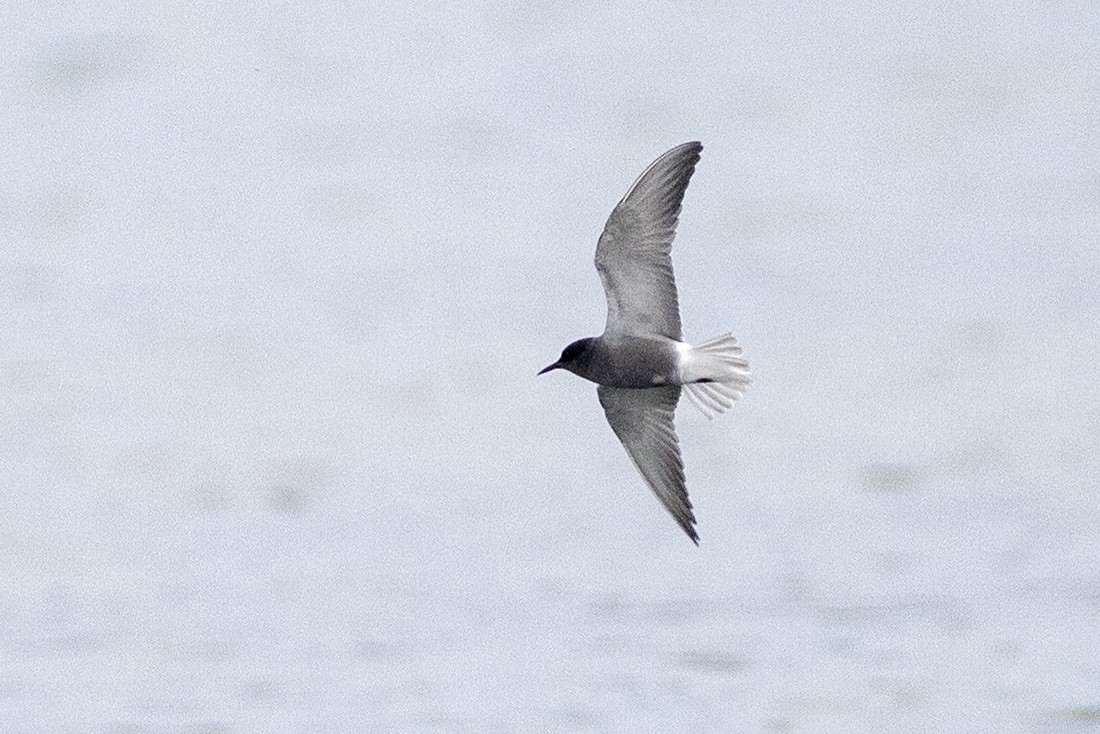 Black Tern - ML574521451