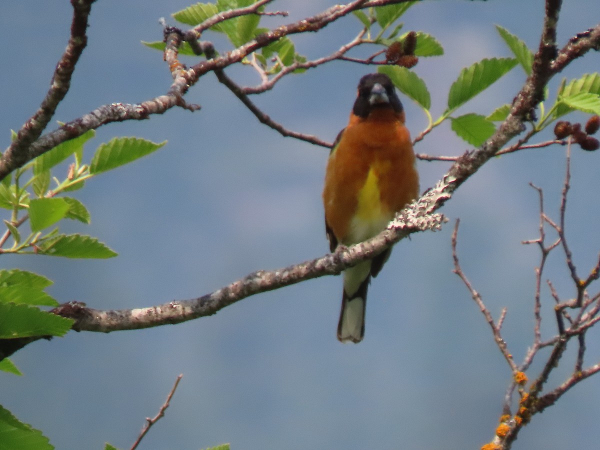 Black-headed Grosbeak - ML574521671