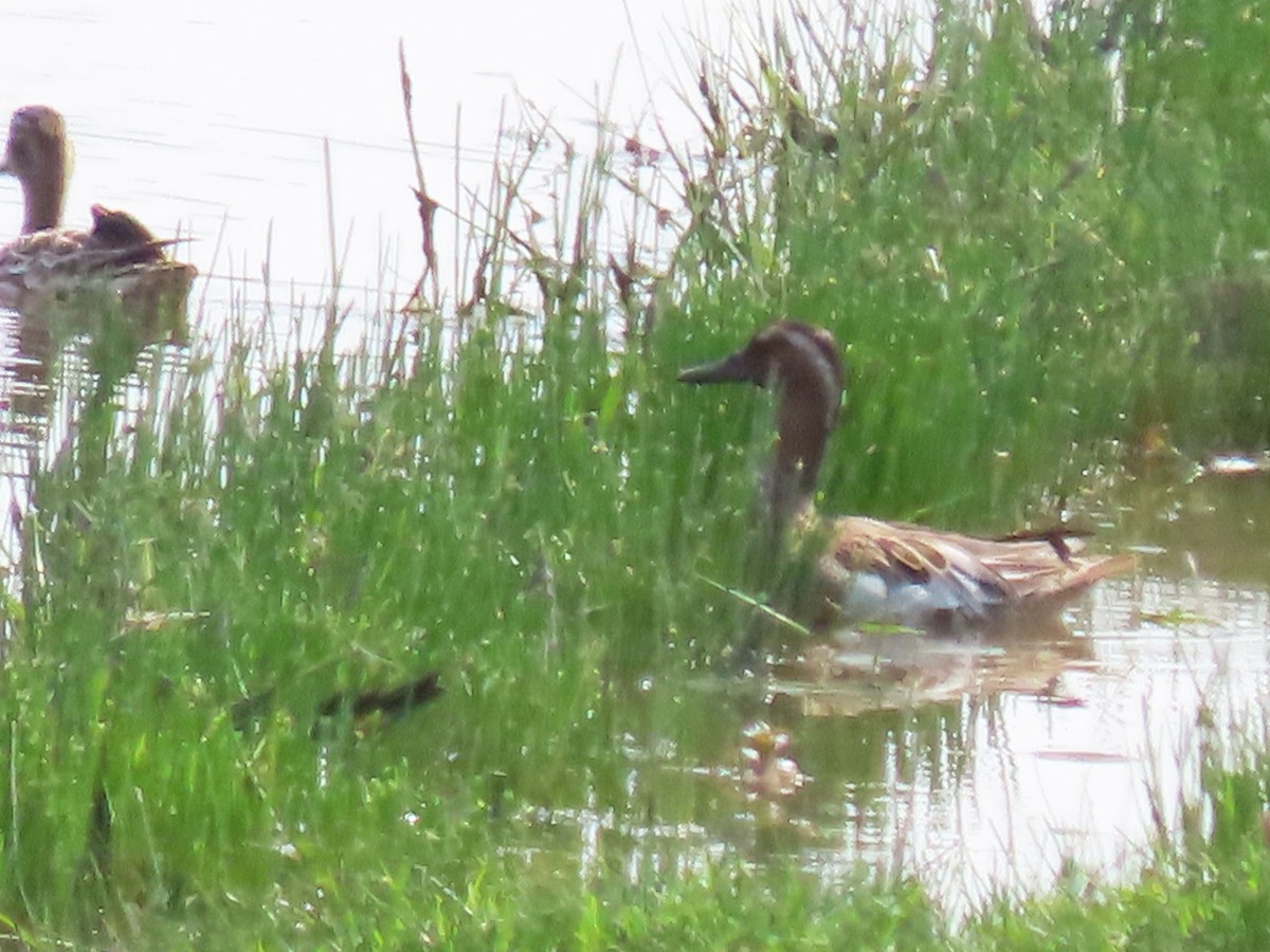 Garganey - ML574522061